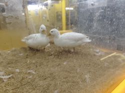 -神奇动物撸宠馆·羊驼·小浣熊·异宠(豫园店)