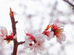 -桃花堤公园