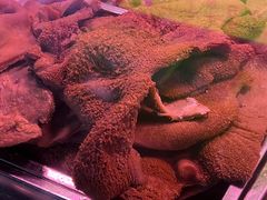 -洪记白水羊头(天坛店)