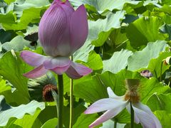 -莲池书院博物馆