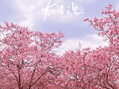 -天适樱花悠乐园