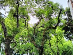 -桂林市榕杉湖景区