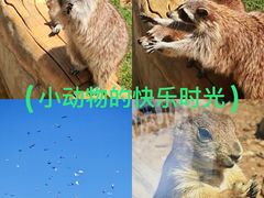 -合肥野生动物园