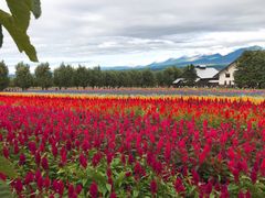 -富田农场