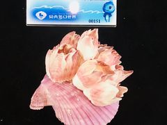 艳红海扇蛤-贝壳梦幻世界