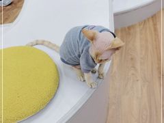 -COLOR PETS 撸猫馆·购猫·猫咖(长风大悦城店)