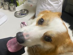 -爱佳宠物中心医院24H·CT·骨外科·猫专科(瑶海万达店)