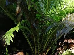-深圳仙湖植物园