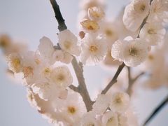 -无锡梅园公园