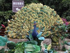 -西双版纳原始森林公园