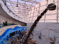 -陕西自然博物馆