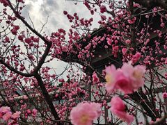 -梅花山(明孝陵内)