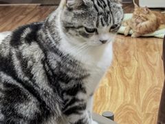 -MOCHA明星猫咖(田子坊店)