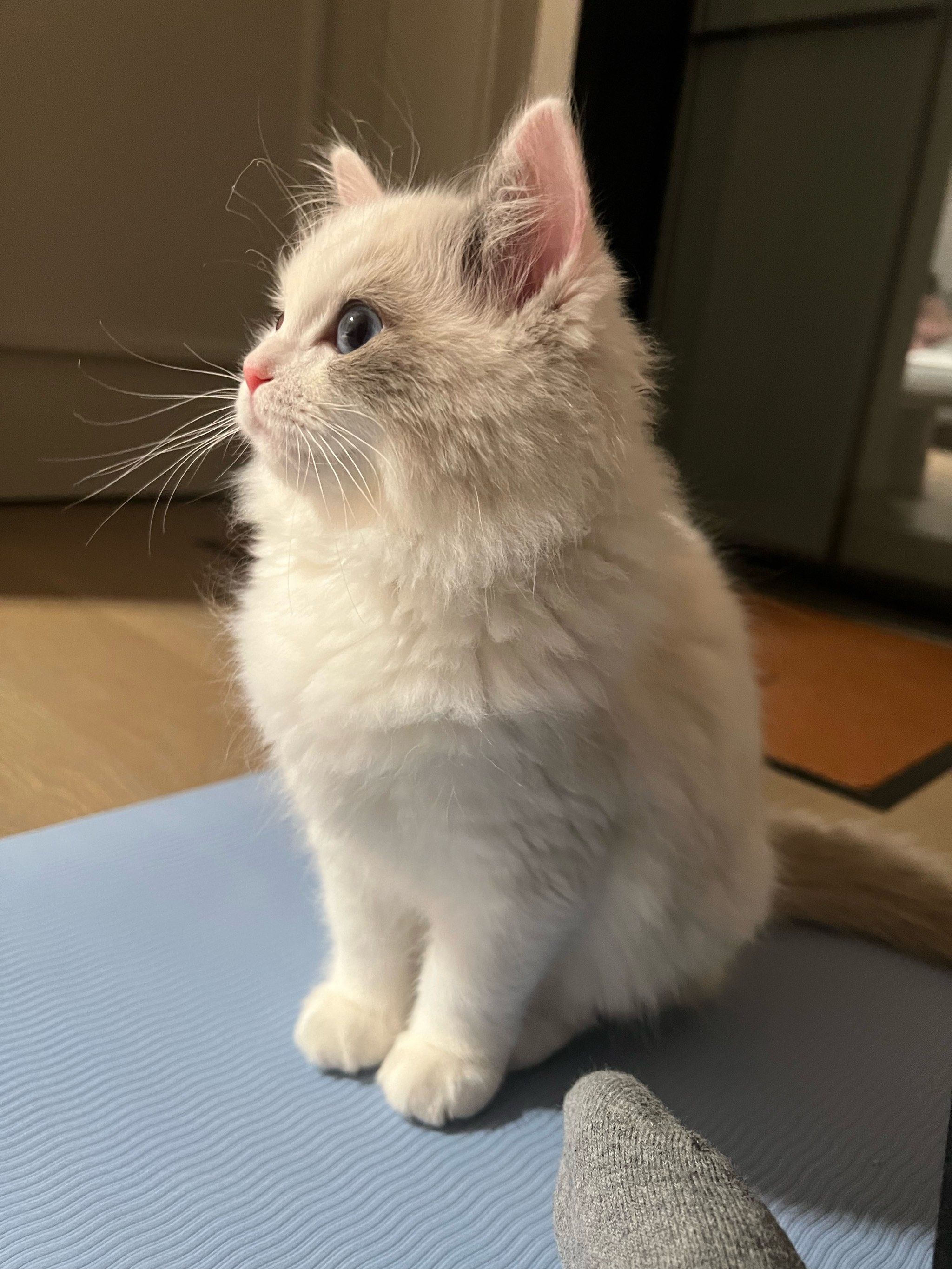 白色小猫的悠闲时光