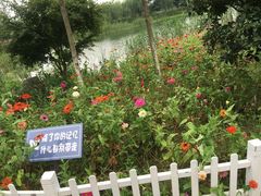-大塘金香草谷