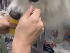 -达爱动物医院·犬猫分区·CT·复杂眼科(远洋山水分院)