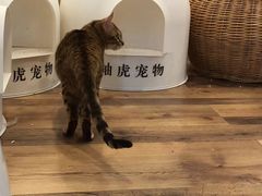 -袖虎·猫馆(体育西路店)