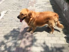 -瑞鹏宠物医院·内科·中兽医·骨科(苗圃店)