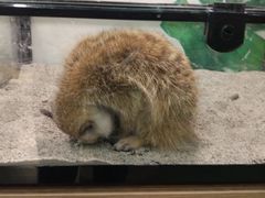 -藦茜花园宠物主题亲子互动体验馆(国顺东路店)
