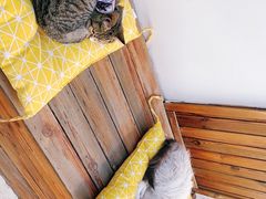 -喵屿·大理花园猫咖