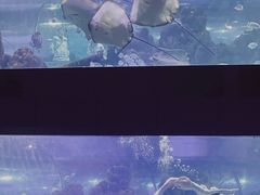 -重庆欢乐海底世界