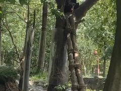 -都江堰中华大熊猫苑