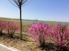 -呼兰河口湿地公园