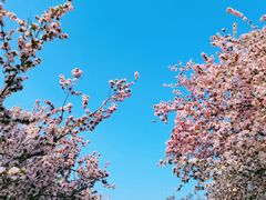 -海棠花溪(元大都城垣遗址公园)