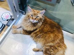 -藏猫猫咖啡主题馆(中央大道店)