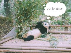 -成都大熊猫繁育研究基地