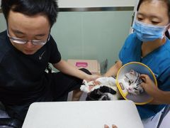 -乐派堂宠物医院·猫友好· 心脏科(东街店)