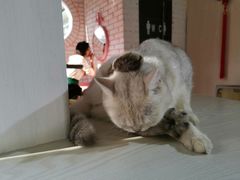 -喵屿·大理花园猫咖