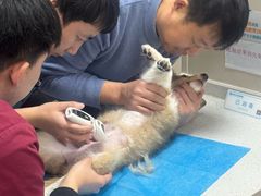 -美联众合爱康动物医院•复杂内科•肿瘤科•牙科•腔镜诊疗中心