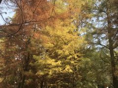 -重庆彩云湖湿地公园