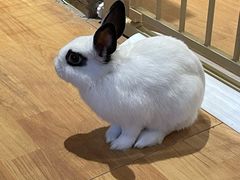 -猫猫幼稚园·撸猫·桌游·电玩