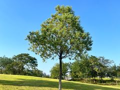 -盘龙城国家考古遗址公园