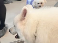 -共舞时光猫咖·狗咖(新街口店)