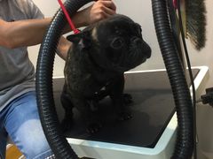 -PETKIT 小佩宠物·低压洗护·美容·寄养(安远店)