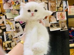 -欣宠猫屋·矮脚拿破仑·蓝金金渐层