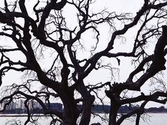 -鹤之洲湿地公园