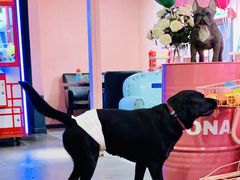 -百好乐宠物友好餐厅(朝外大街店)