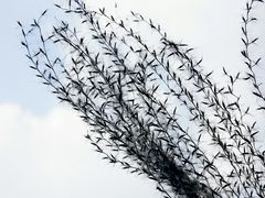 -白鹭湾湿地公园