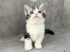 -小猫来了·猫舍(红山六九七九店)