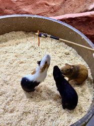 -Zoolung Zoolung动物主题公园(海信广场店)