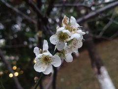 -玉树公园