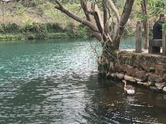 -靖西鹅泉风景区
