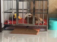 -瑞派宠物医院·24小时骨科·心脏·核磁(哈尔滨南岗店)