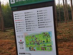 -黄海国家森林公园