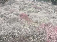 -香雪海