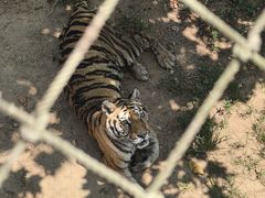 -西霞口神雕山野生动物世界